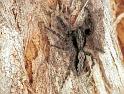 Clynotis_severus_F1665_Z_85_Mt Birangeli state park_Australie